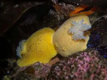 Noble Sea Lemon