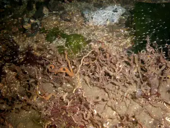 Prolific Three Section Tube Worms and Fish