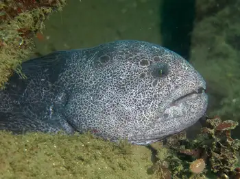 wolf eel