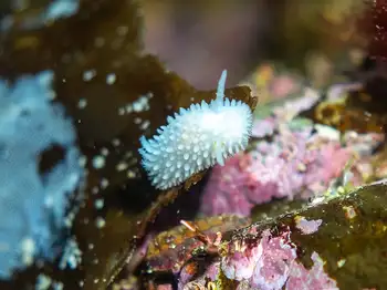 Pilose Dorid