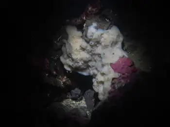 hard gnarled clump sponge