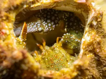 Granular Claw Crab
