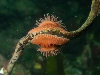 Proliferating Anemones