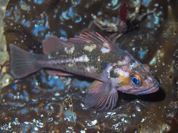 Brown Rockfish