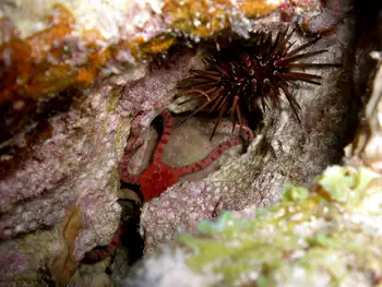 Brittle Star and Black Sea Urchin