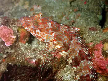 Mottled Scorpion Fish