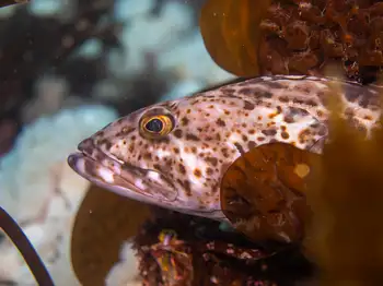 Lingcod