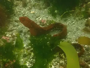 Juvenile Wolf Eel