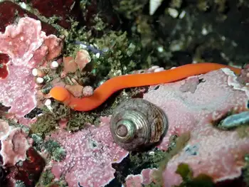 Orange Ribbon Worm