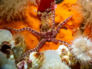Daisy Brittle Star