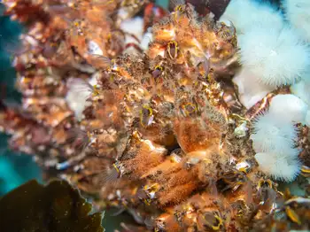 Giant Acorn Barnacles