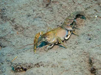 Signal Crawdad
