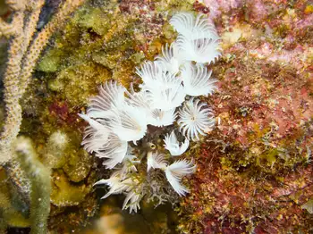 Feather Duster Worms