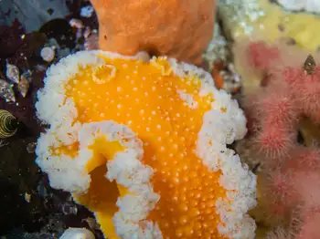 Orange Peel Nudibranch
