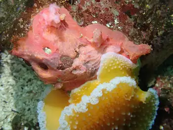 Orange Peel Nudibranch and Red Soft Coral