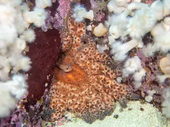 Sunflower Star
