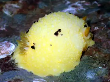 Monterey Sea Lemon