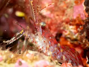 Coonstripe Shrimp