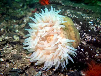 Swimming Anemone