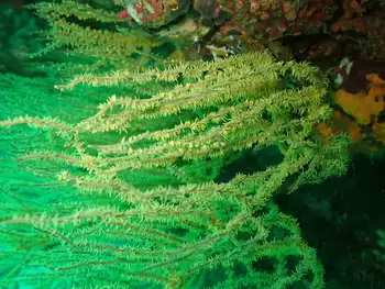 antipathes galapagensis coral