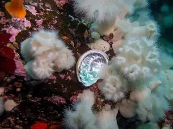 Northern Abalone