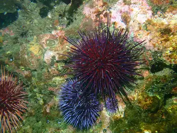 Purple Sea Urchin