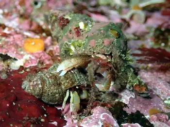 Greenmark Hermit Crabs