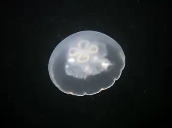 Moon Jelly