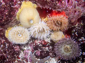 Anemones