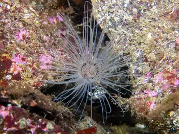 Tube Dwelling Anemone