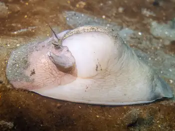 moonsnail