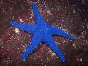Mottled Star
