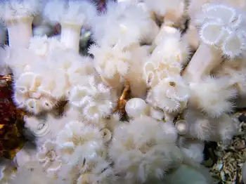 Short Plumose Anemones