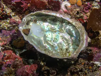 Northern Abalone
