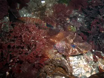 Juvenile Kelp Greenling