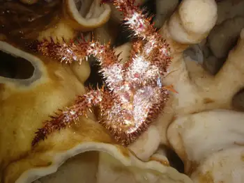 Spiny Lithoid Crab and Cloud Sponge
