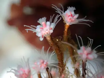 Pink Mouth Hydroids