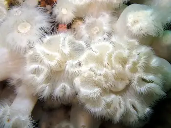 short plumose anemone