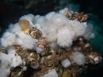 Anemones
