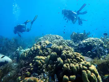 Divers and Coral