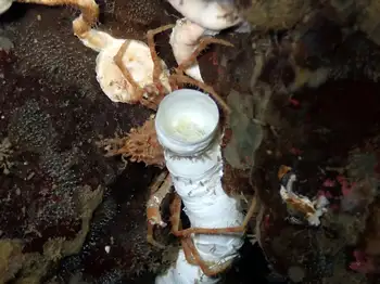 Tube Worm and Longhorn Decorator Crab