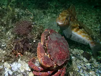 Female Kelp Greenling