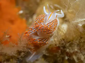 Horned Nudibranch