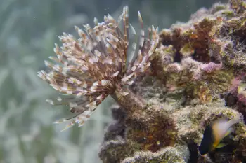 Feather Duster Worm