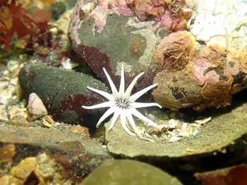 White Crowned Burrowing Anemone