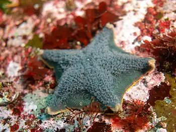 Bat Star