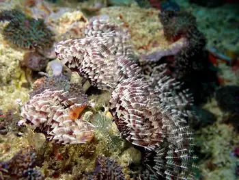 Brown White Crowned Tube Worms