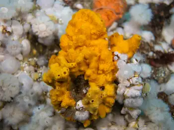 Sponge