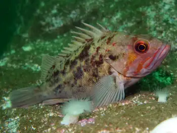 brown rockfish