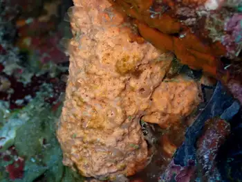 Sponge and Tunicates